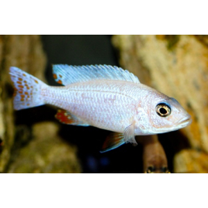 Haplochromis Fryeri Snowwhite